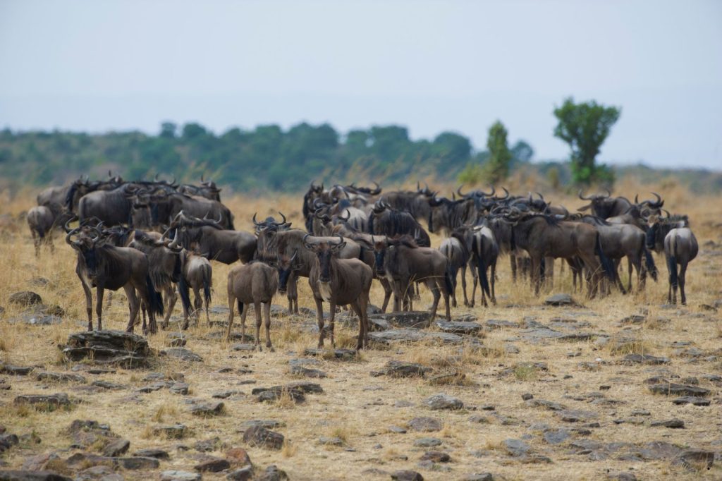 Experience the thrill of the Great Wildebeest Migration on this 7-day Tanzania safari across Tarangire, Central and Northern Serengeti, and Ngorongoro Crater.